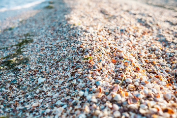 Small seashells on the beach.