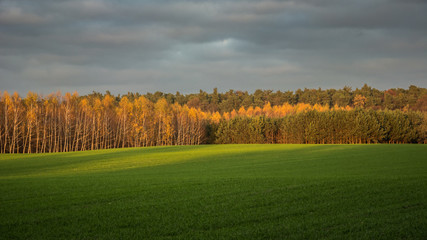Fototapeta premium Green field, orange forest and clouds in the sky.