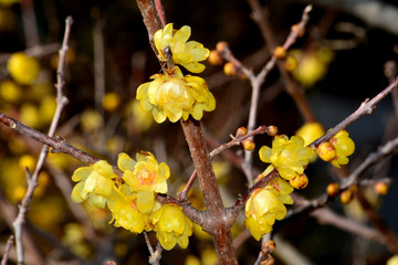 ソシンロウバイ