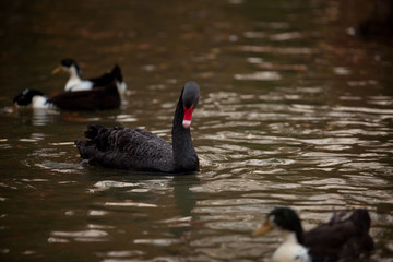 Black swan swim in the lake. Birds 