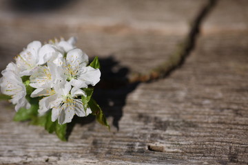 Kleine Kirschblüte