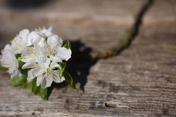 Crédence de cuisine en verre imprimé Fleur de cerisier Kleine Kirschblüte