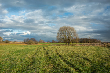 Fototapeta na wymiar Green meadow, large willow tree without leaves and rainy clouds in the sky