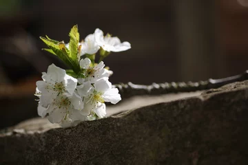 Selbstklebende Fototapete Kirschblüte Kleiner Kirschzweig