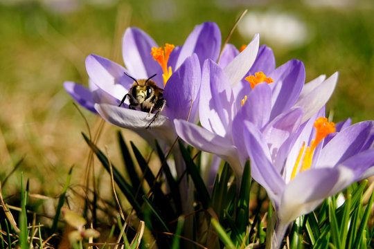 Bee pollinating a crocus