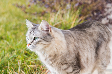 Siberian cat outdoor on the grass green, long haired grey pet