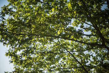 Baum mit &Auml;sten und gr&uuml;nen Bl&auml;ttern