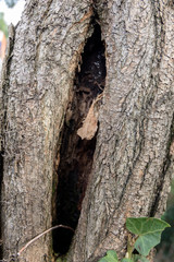 Fototapeta premium fessura in un tronco d'albero