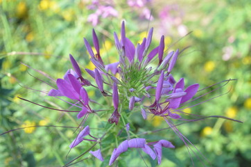 Beautiful Purple Flower in Garden.