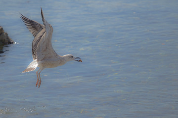 seagull in flight