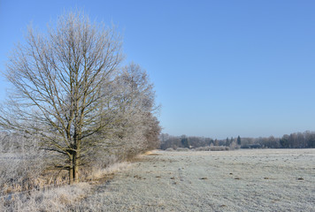 Obraz na płótnie Canvas frozen landscape at the edge of the field