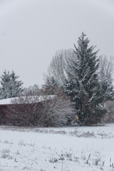 Verschneite Tanne neben Holzschuppen