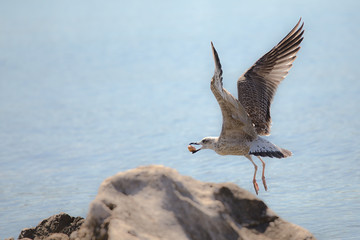Bird with bread