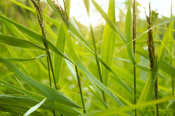 Abstract nature greenery background with reed leaves and sunlight