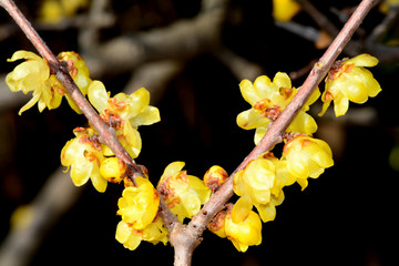 ソシンロウバイ