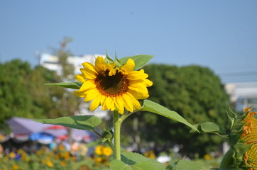 Beautiful Yellow Flower in Garden.