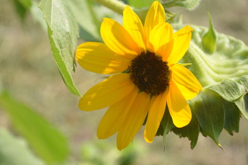Beautiful Yellow Flower in Garden.