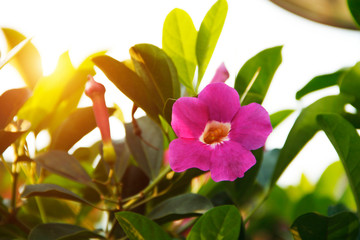 Beautiful garlic vine flower in the garden.