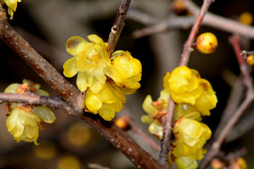 ソシンロウバイ