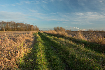 Fototapeta premium Rural road with grass, plowed fields, a copse with trees without leaves and clouds on a sky