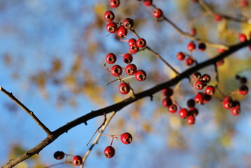 Weißdorn (Crataegus) - rote Früchte im Winter