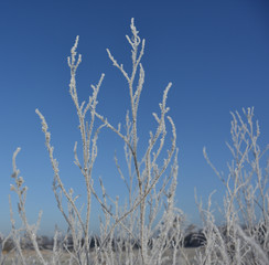 frozen landscape at the edge of the field