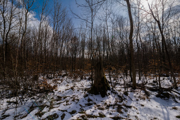 Wald mit Schnee und kahlen Bäumen