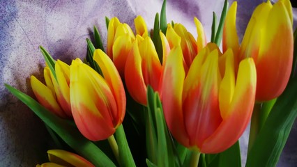 Tulpe 1