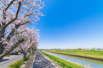 Fototapeta premium 桜 花見 新生活 都内 都心 東京 首都