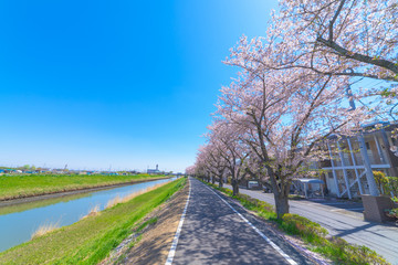 桜 花見 新生活 都内 都心 東京 首都