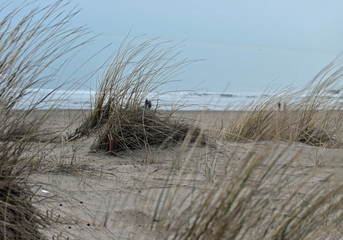 Grasbedeckte Sanddünen am Ufer der Nordsee in den Niederlanden. Aufgenommen in der Nähe von Noordwijk am Zee.