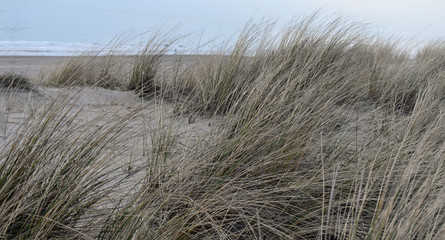 Grass covered sand dunes on the shores of the North Sea in the Netherlands. Taken near Noordwijk am Zee.