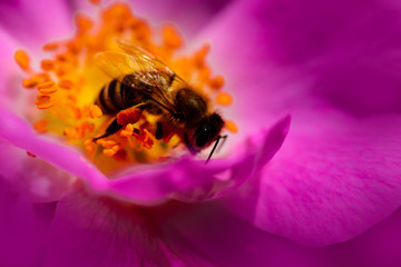 Honey Bee collecting pollen on pink violet flower petal. Detail of honeybee in nature, european honey bee sitting on the violet spring flower. Eco insect concept.