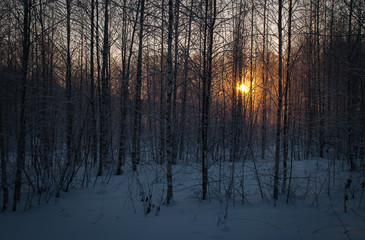 Winter picture of a wild russian forest