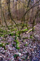 Fototapeta premium Der Wald kann regenerieren er bleibt sich selbst überlassen