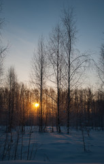 Winter picture of a wild russian forest