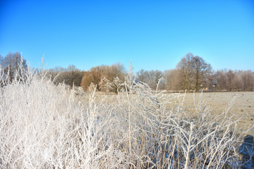 frozen landscape at the edge of the field