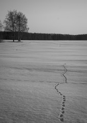 Footprints, road in the frozen snow field