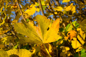 Fototapeta na wymiar Yellow fig tree leaves