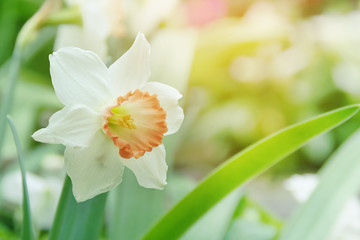 Obraz na płótnie Canvas White Daffodil Flower