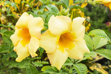 Fototapeta premium Beautiful yellow flowers in the garden.