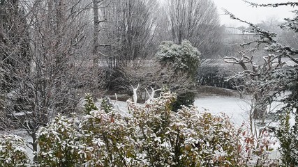 Snow falling on trees in the garden