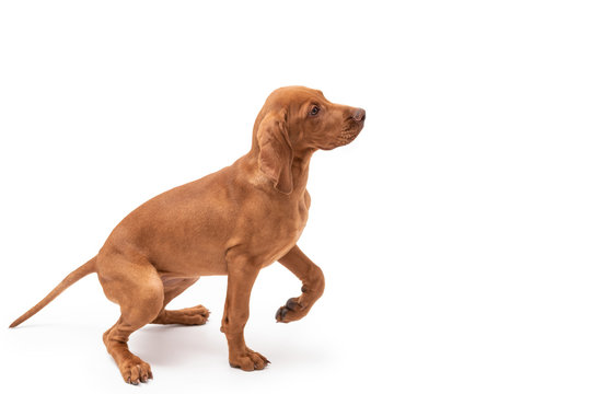 A Red Hungarian Vizsla Dog Isolated On White Background