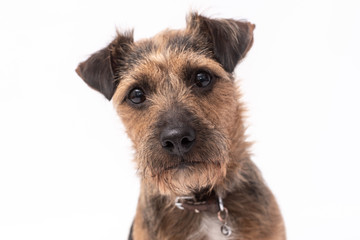 small border terrier dog isolated on white background