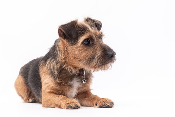 small border terrier dog isolated on white background