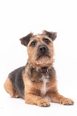 small border terrier dog isolated on white background