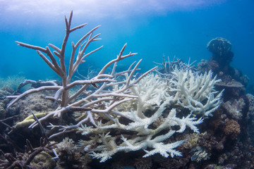 Coral bleaching with blue water on reef in Australia, Great Barrier Reef