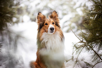 Beautiful dog breed Sheltie in the winter forest