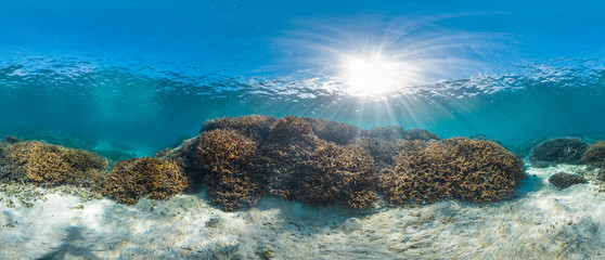 Healthy coral reef panorama
