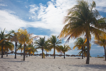 Obraz na płótnie Canvas Tall palm trees against the sky, copy space on the right. Tropical landscape